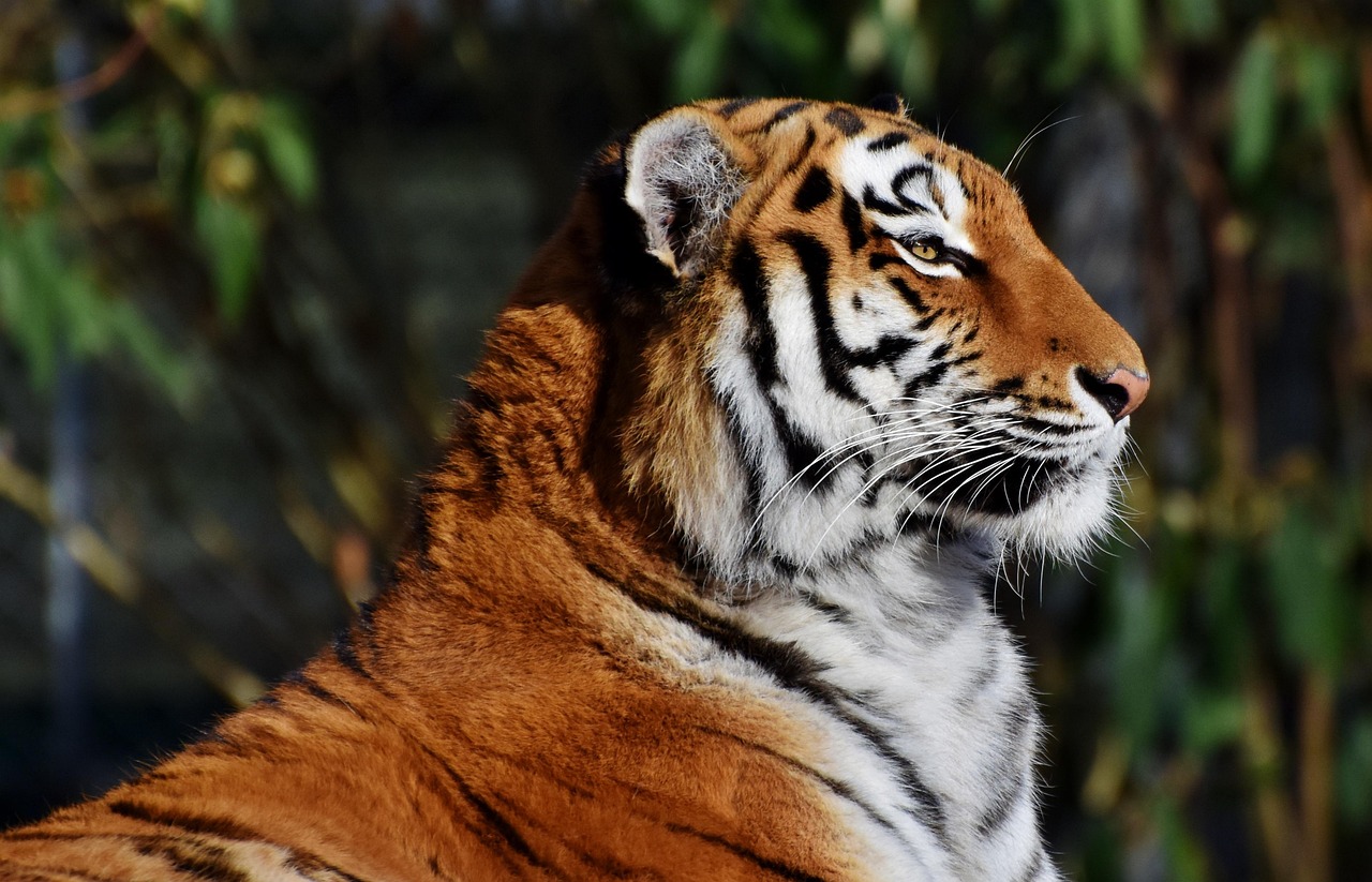 Fortune Tiger 2: Dicas para o jogo