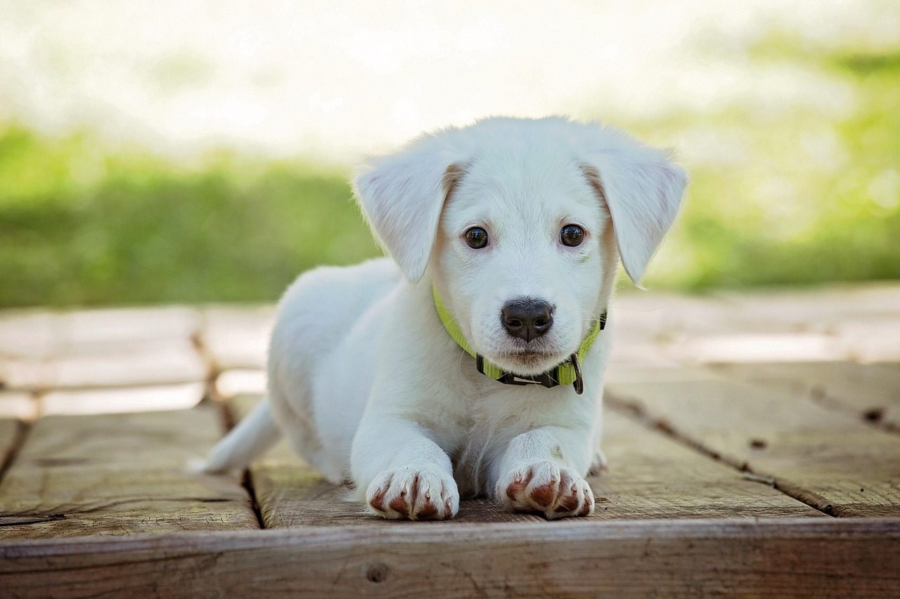 Nome científico do cão: Curiosidades reveladas
