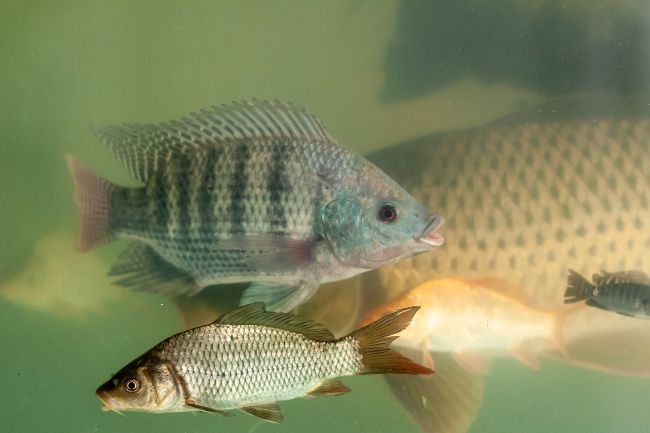 Dicas Piscicultura Como Produzir Peixe Bom e Barato 