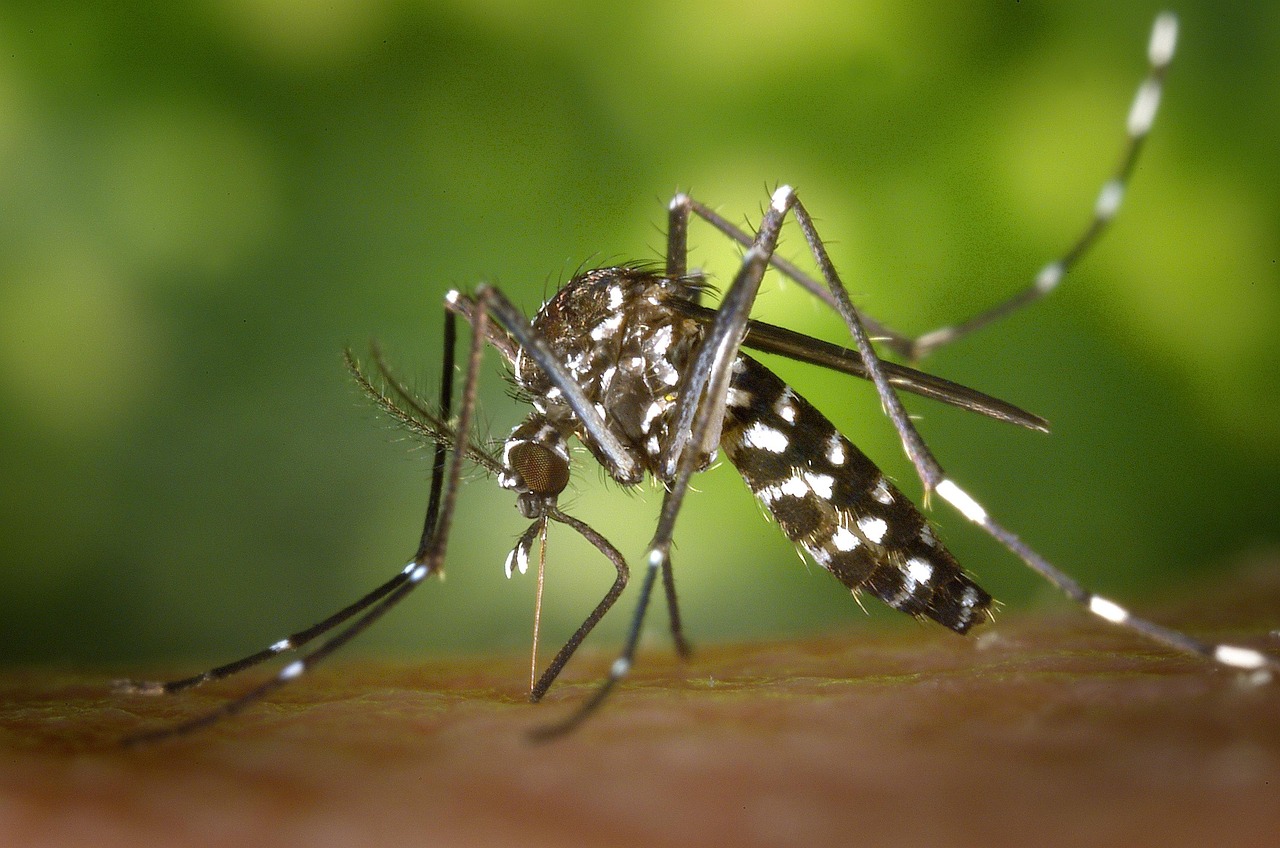 Panfleto dengue: Como criar um eficaz