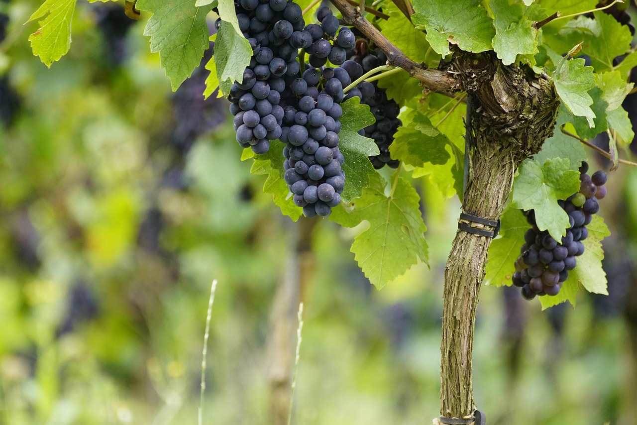 Para as plantas: 5 vantagens dessas características